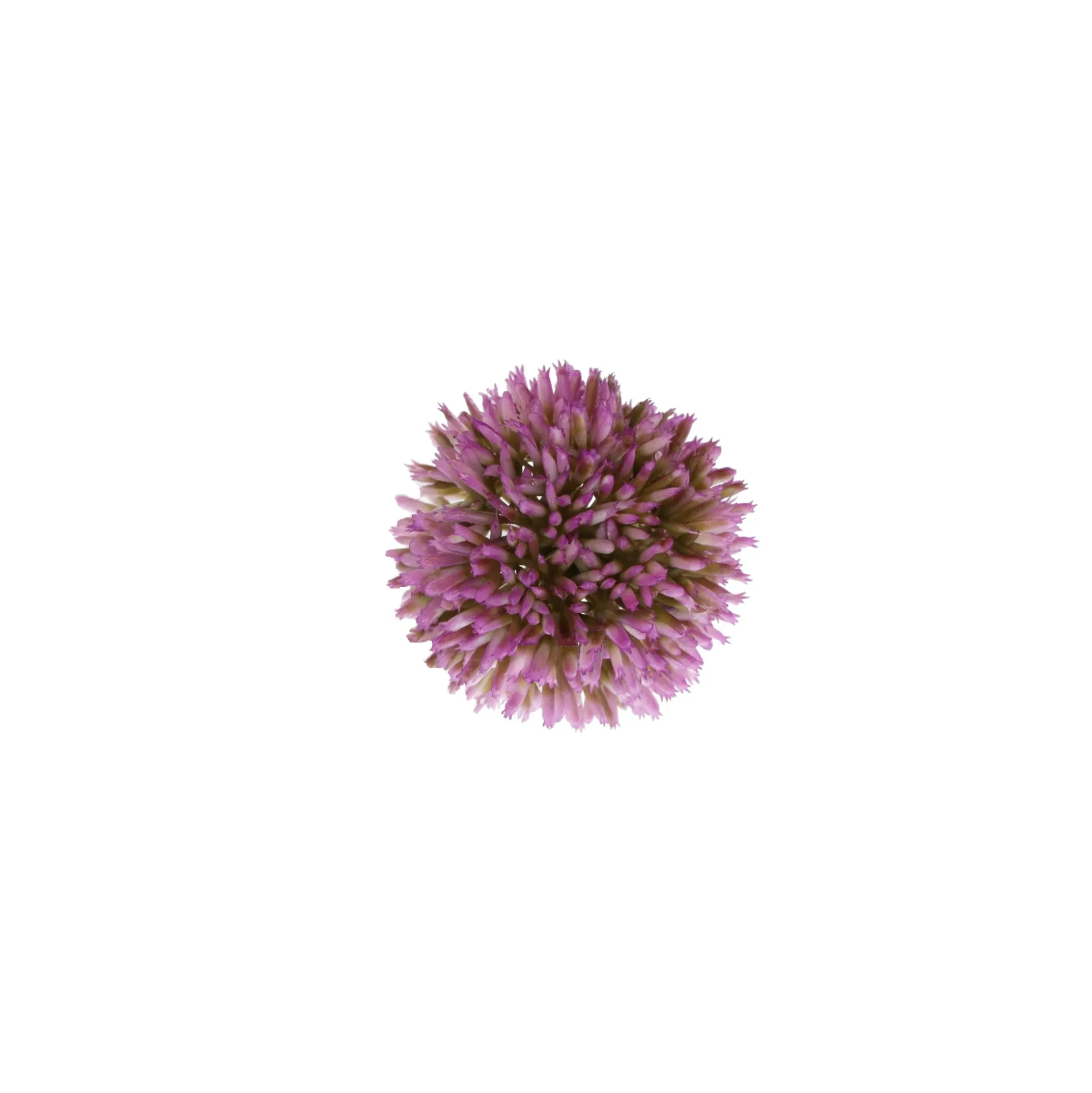 Sierui 55 cm roze