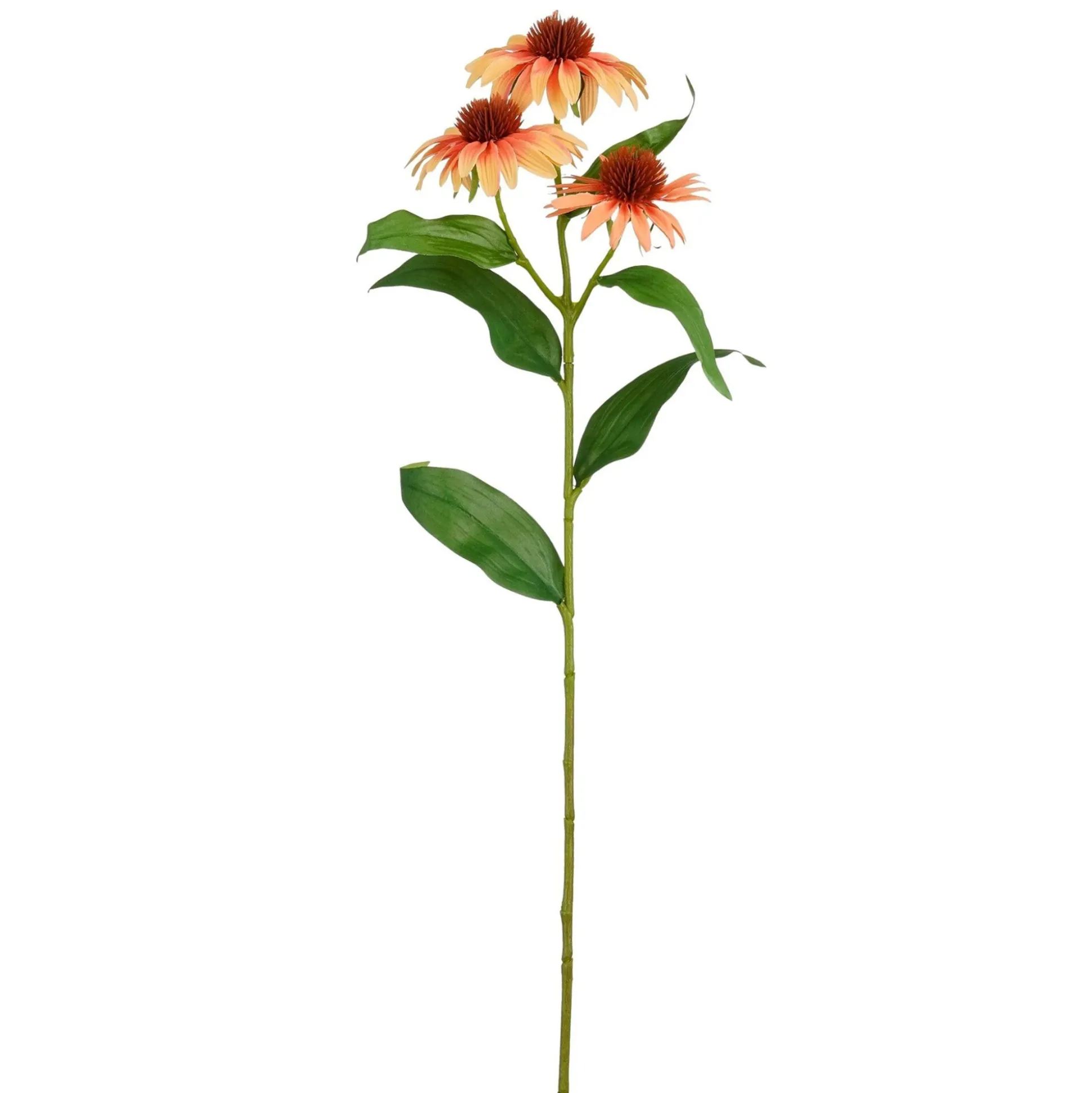 Tak Echinacea zalm 62 cm