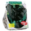 Tulipa Black Parrot Parkiet per 12