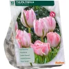 Tulipa Dubbel Laat Finola per 10