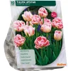 Tulipa Dubbel Laat Upstar per 10
