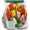 Tulipa Greigii Mix per 10