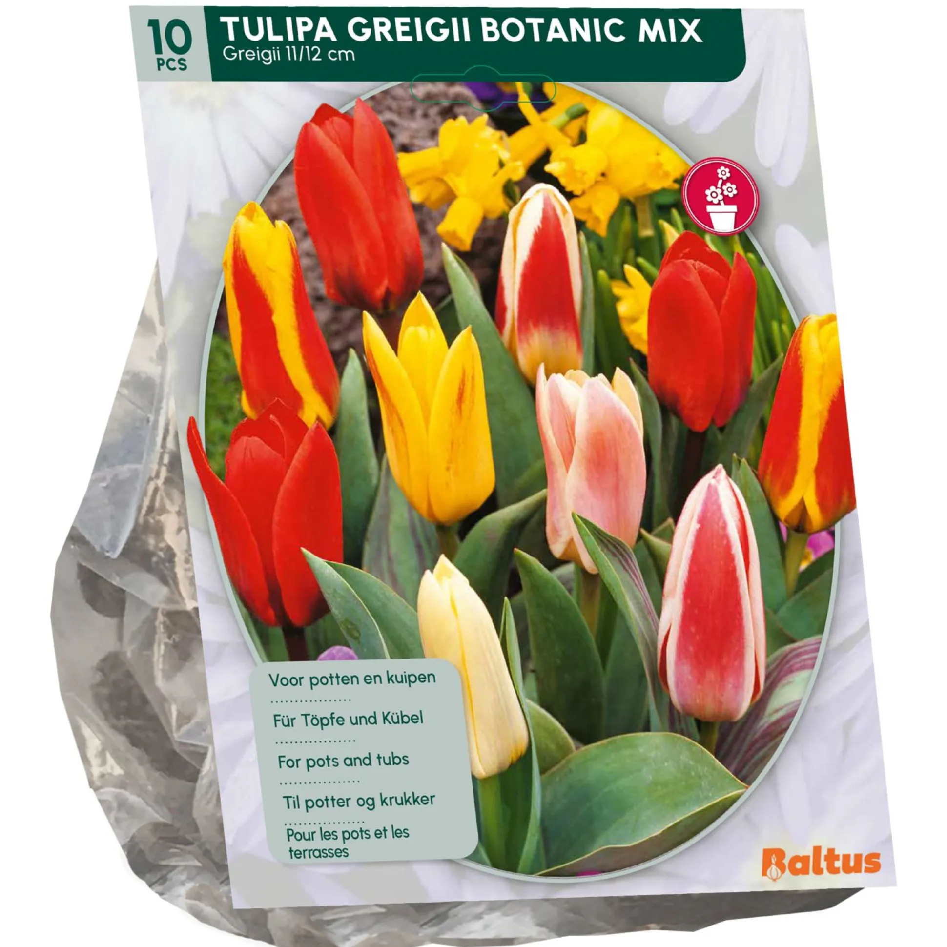 Tulipa Greigii Mix per 10