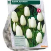 Tulipa Maureen Enkel Laat per 10