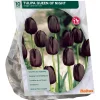 Tulipa Queen of Night Enkel Laat per 10
