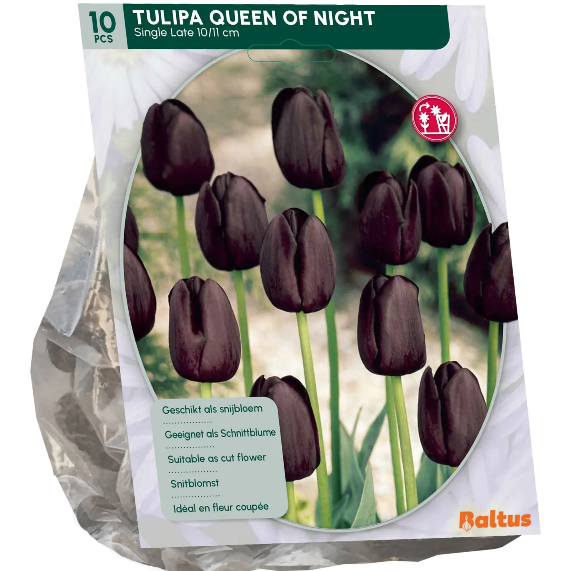 Tulipa Queen of Night Enkel Laat per 10