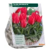 Tulipa Roodkapje Greigii per 15