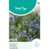 Zomerbloemen blauwe tinten